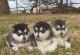 SIBERIAN HUSKY PUPPIES